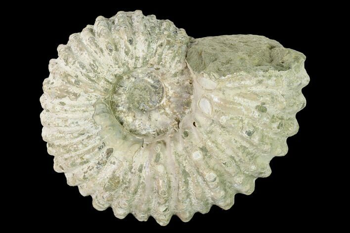 Bumpy Ammonite (Douvilleiceras) Fossil - Madagascar #160373